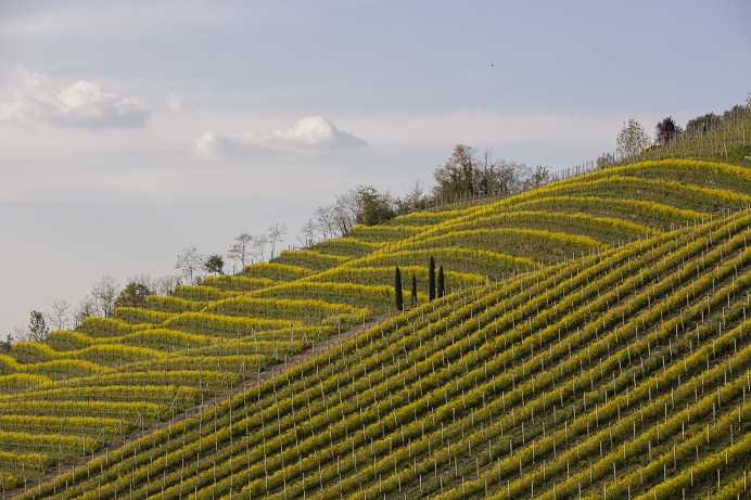 Gaja - vineyard - Sori San Lorenzo